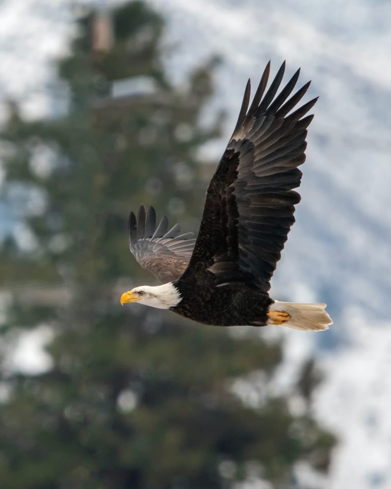 Bold Facts About Bald Eagles, Magazineup