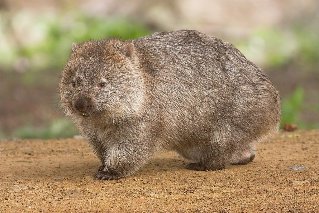 Fact file about the Wombat