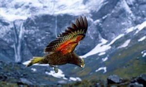 Kea-The Kiwi Mountain Parrot, Magazineup
