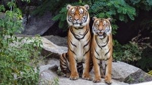 Bengal Tiger - Tiger Facts