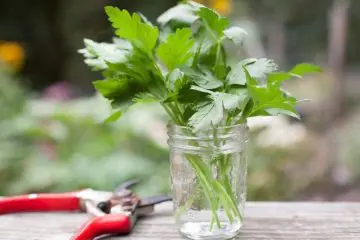 How to Grow Parsley-Gardening Tips