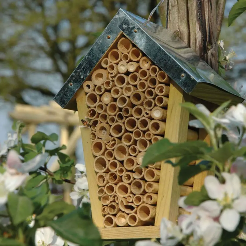 Bee Lodges-A Beginner's Guide To Beekeeping | Magazineup