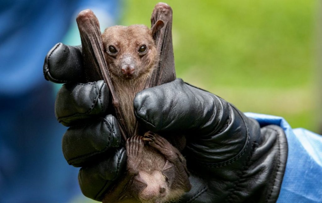 fruit bat getty img scaled