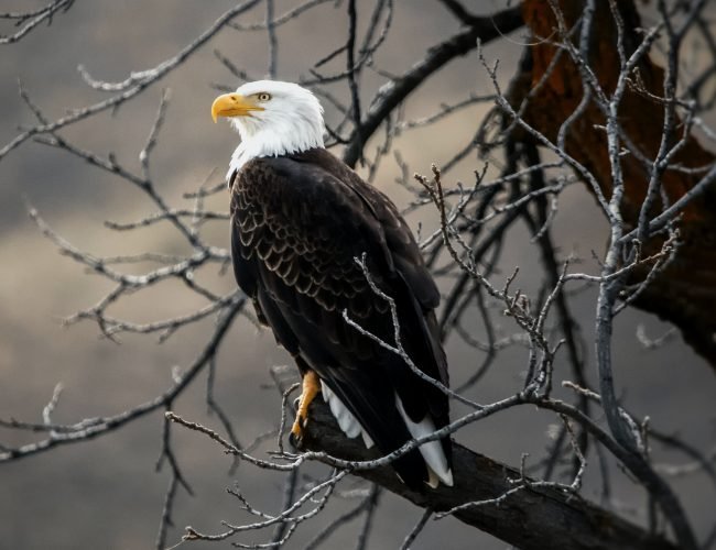 Bold Facts About Bald Eagles