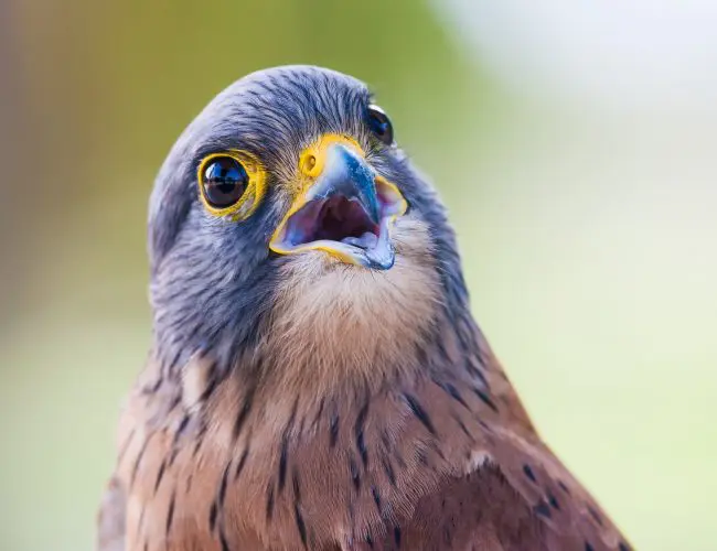 The Peregrine Falcon