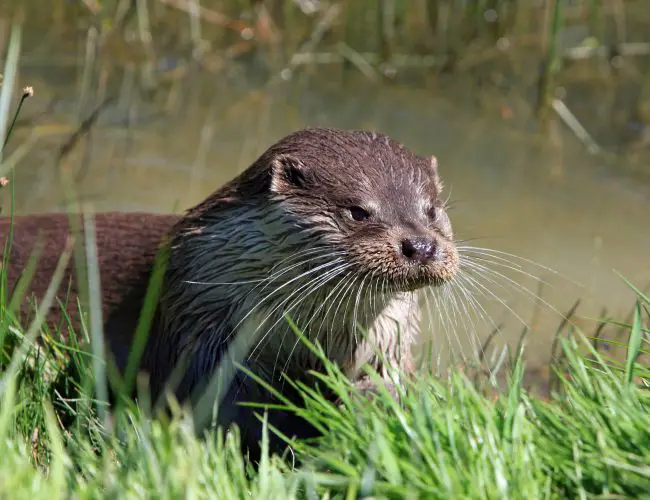 The Otter-Facts That Prove They’re The World’s Best Animal