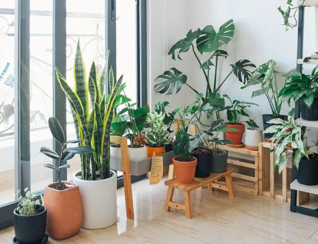 Best Indoor Plants – Good Inside Plants for Small Space