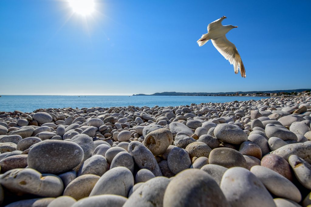 seagull soaring on top of pebble field at beach 733292 scaled