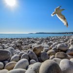 seagull soaring on top of pebble field at beach 733292 scaled