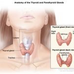 Thyroid illustration scaled