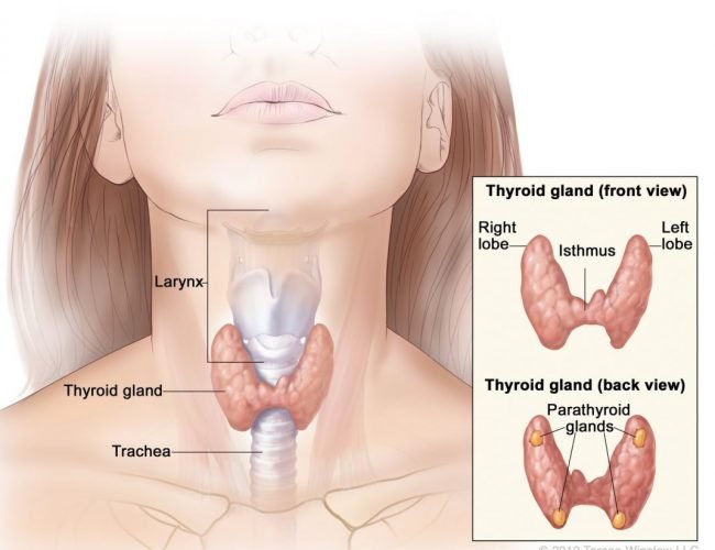 Thyroid Disorder prevention-How to alleviate and stop 
