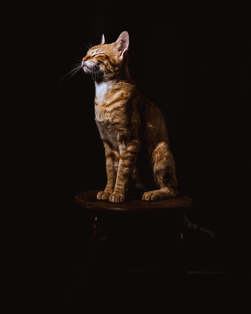 brown tabby cat sitting on brown wooden stool 3885948 scaled