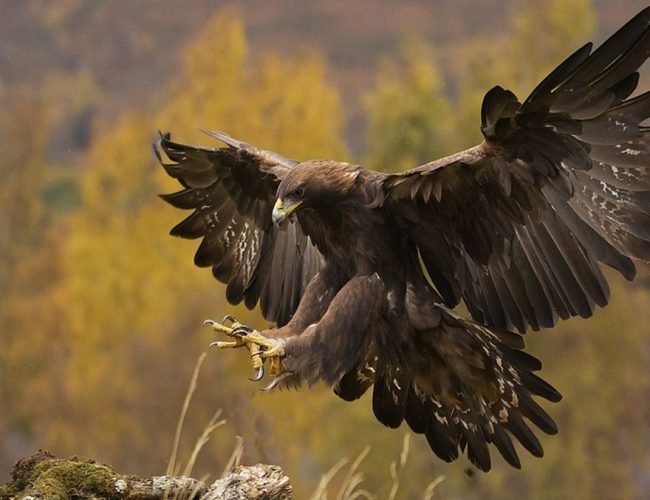 Golden Eagle-The powerful and ferocious