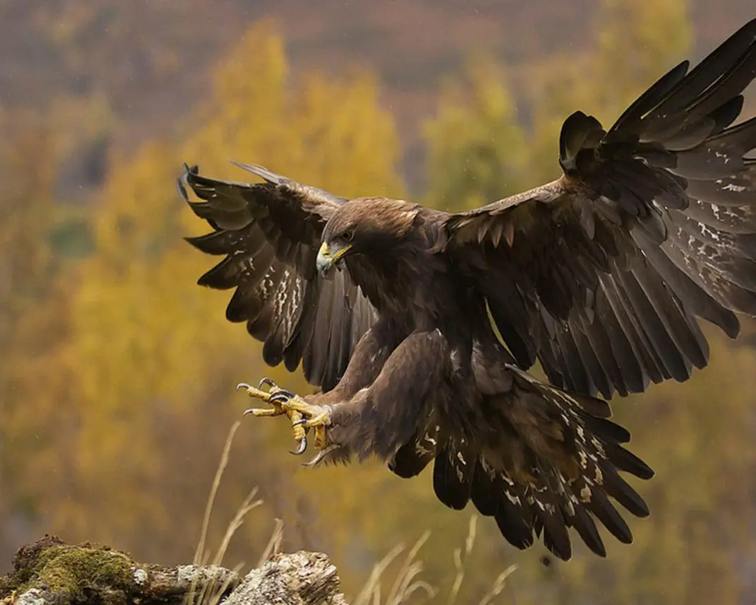 Golden Eagle-the Powerful And Ferocious 