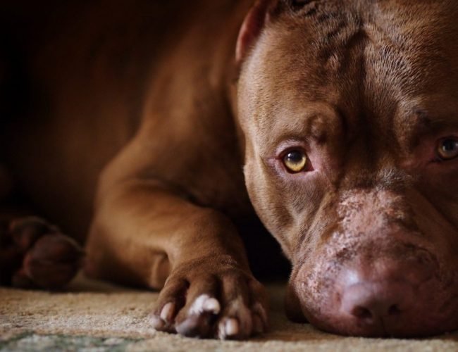 American Pit Bull Terrier-The Loyal Working Companion Dog