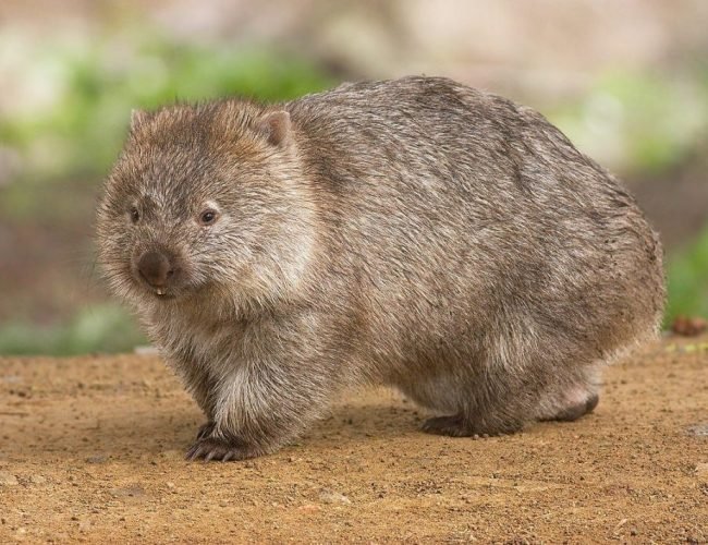 Wombat – Fact file about the Wombat