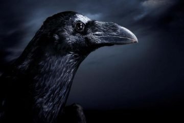 Bird Revens- Are crows and ravens the same bird ?