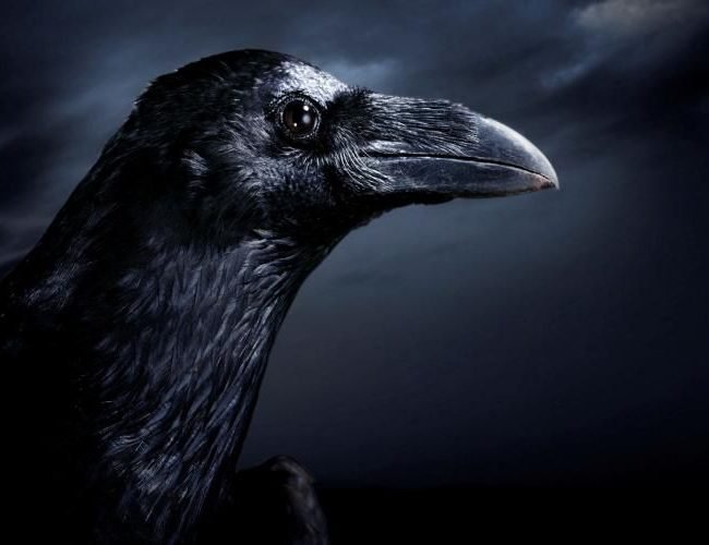 Bird Revens- Are crows and ravens the same bird ?