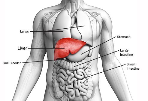 Liver Cancer