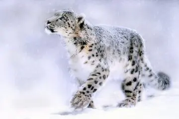 Snow Leopard: The predatory mountain cat