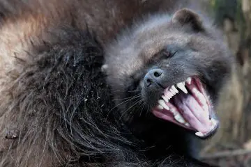 wolverine | Description, Habitat, Photos, & Facts