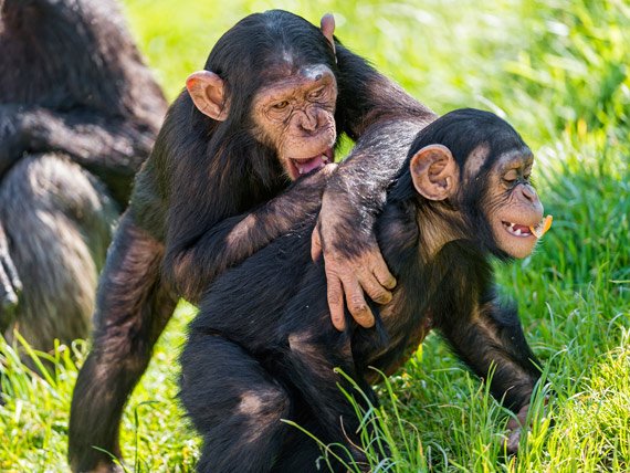How are monkeys like humans, Magazineup