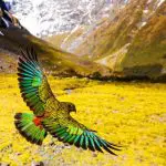 amazing kea e1589684326730