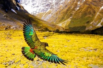 Kea-The Kiwi Mountain Parrot