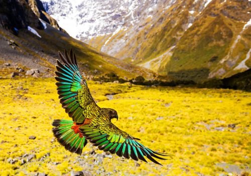 Kea-The Kiwi Mountain Parrot