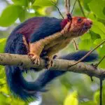 multicoloured squirrel