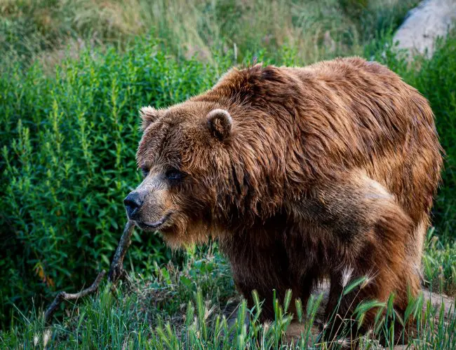 Grizzly Bear Facts |- Animal Fact Guide