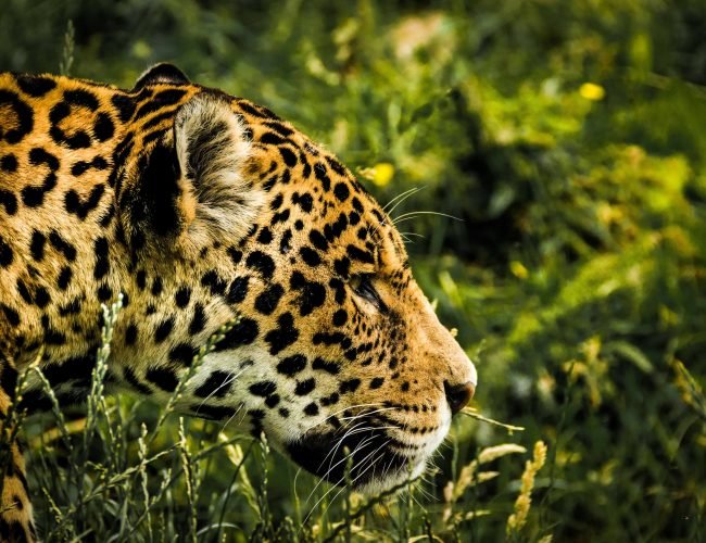 Jaguar guide: how to identify, where to see