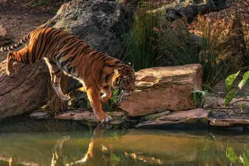 Bengal Tiger – Tiger Facts and Information