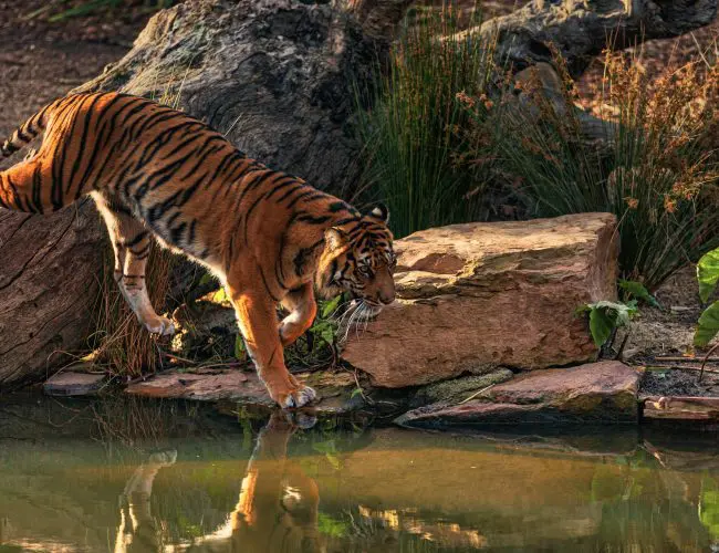 Bengal Tiger – Tiger Facts and Information