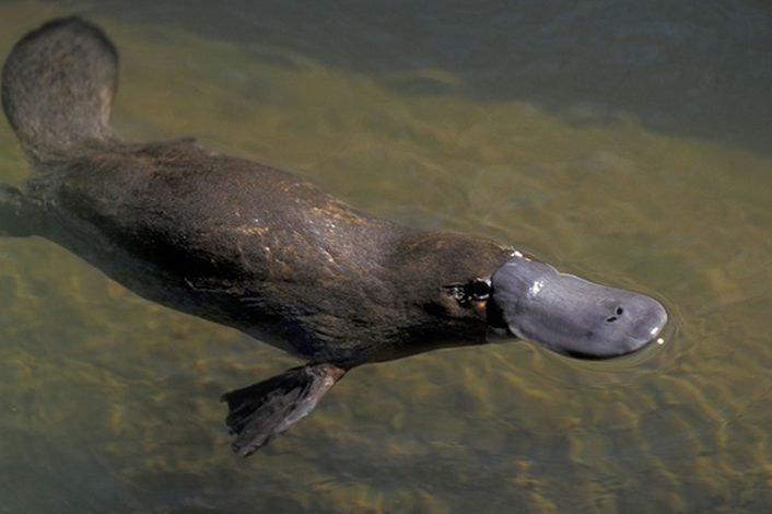 are platypus endangered species