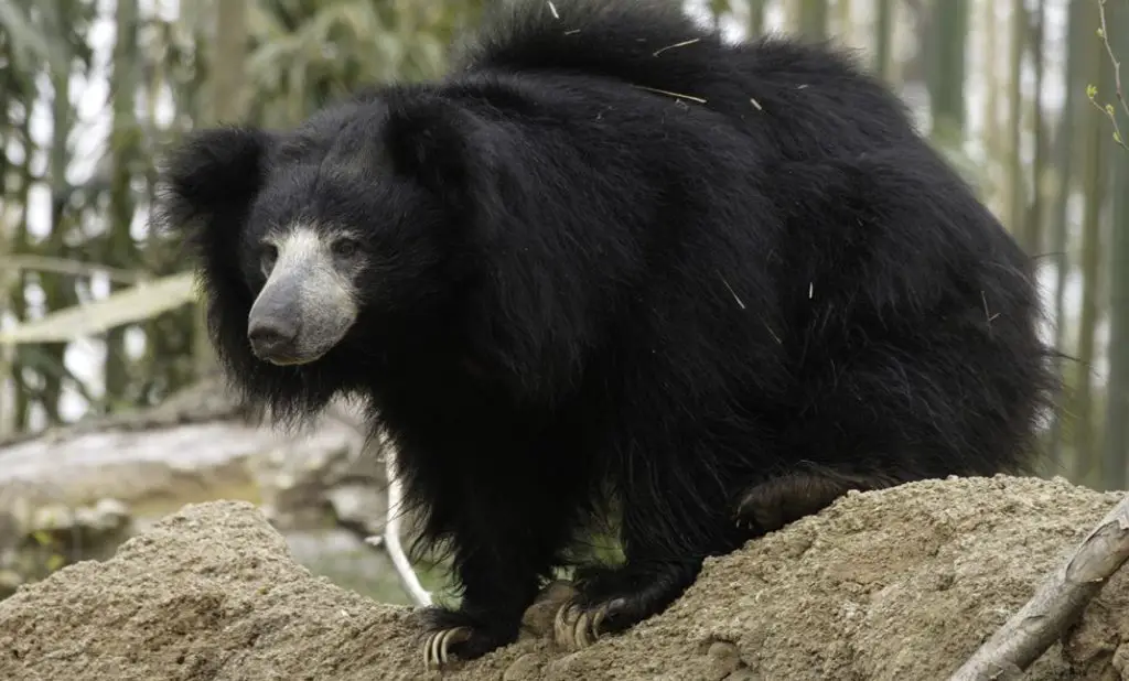 Indian Sloth Bear Facts India Wildlife Guide Animal world I Magazineup