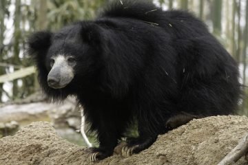 Indian Sloth Bear Facts | India Wildlife Guide