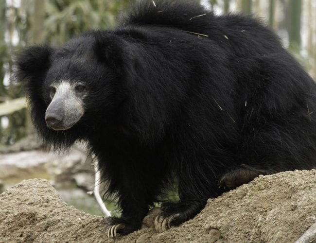 Indian Sloth Bear Facts | India Wildlife Guide