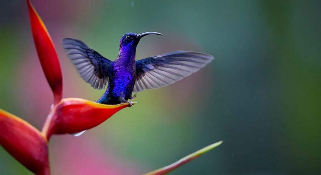 the beautiful birds of costa rica 1 scaled