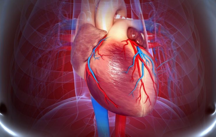 cardiovascularsystemg168834 1465831 860x545 1