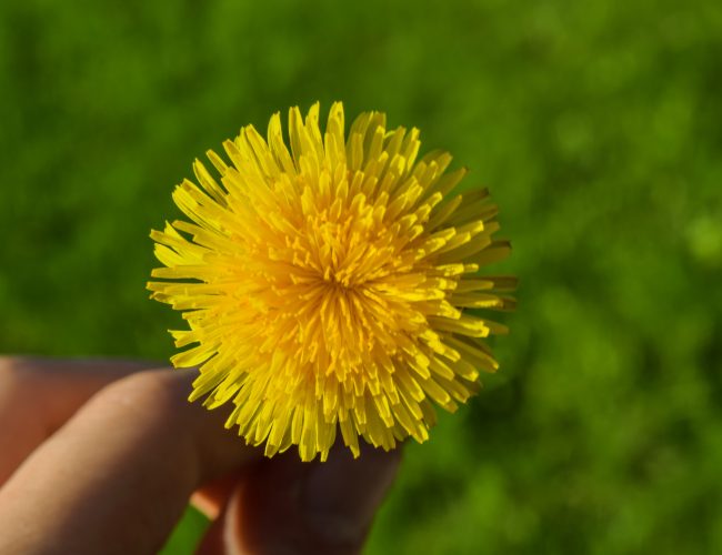 Most Potential Health Benefits of Dandelion