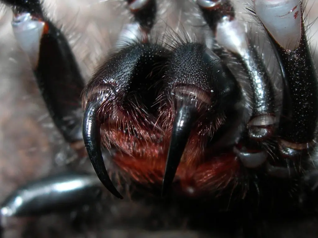 Main Funnel web