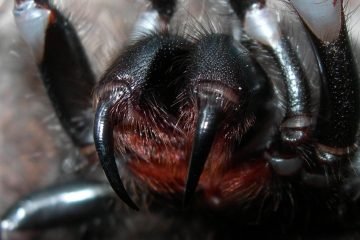 Deadliest Spider of Australia – Sydney Funnel Web Spider