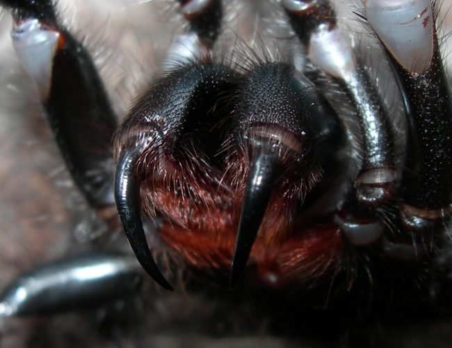Deadliest Spider of Australia – Sydney Funnel Web Spider