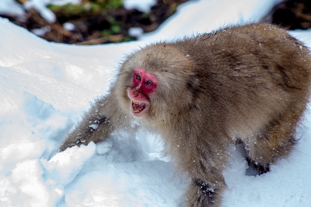 Snow Monkeys In Nagano, Magazineup