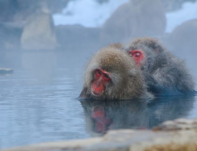 Snow Monkeys In Nagano, Japan