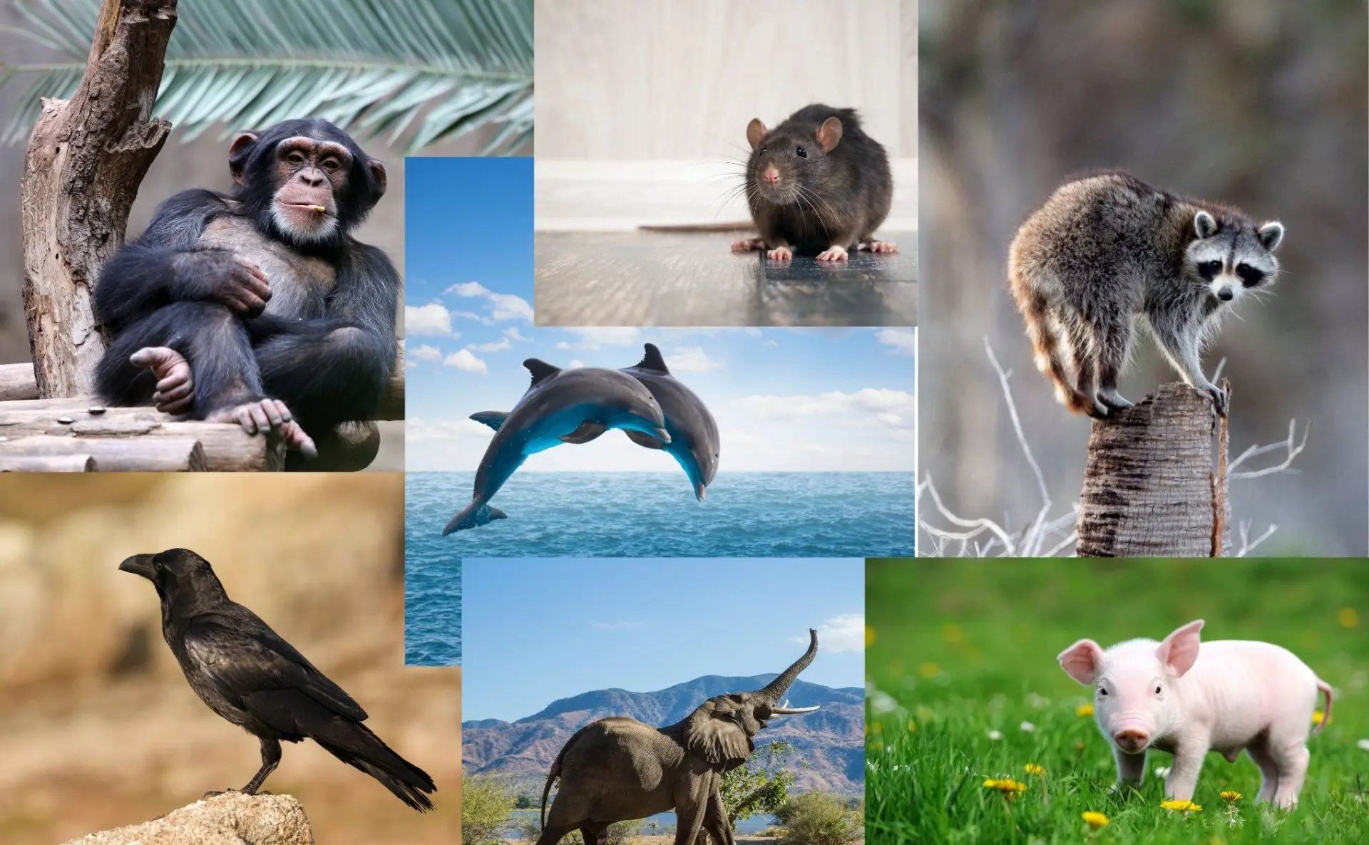 The Most Intelligent Animals after Human