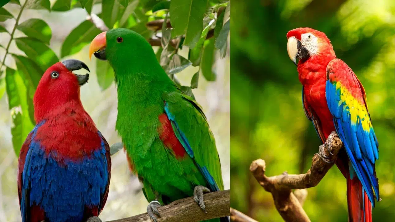 How do Parrot learn Mimicking quickly