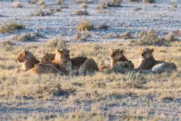 The African Lion – An Introduction to the 2nd Biggest Cat