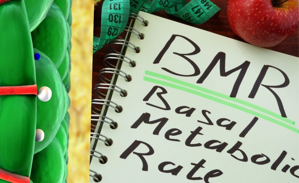 Basal Metabolic Rate: Starting Point For Weight Loss Plan